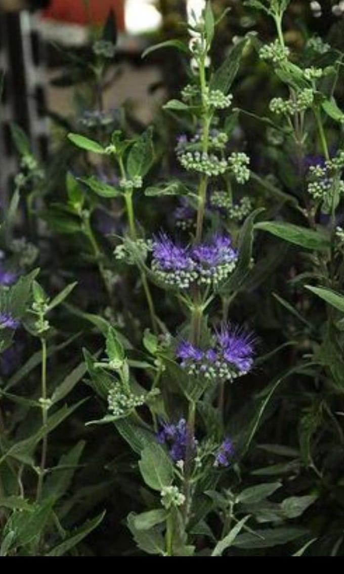 2 x Caryopteris cland. 'Heavenly Blue' - Blauwe Spirea , Baardbloem, Herfstsering 25- 30 cm in pot