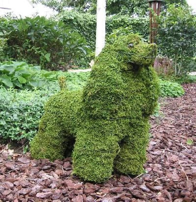 Hond Cocker Spaniel - Mos