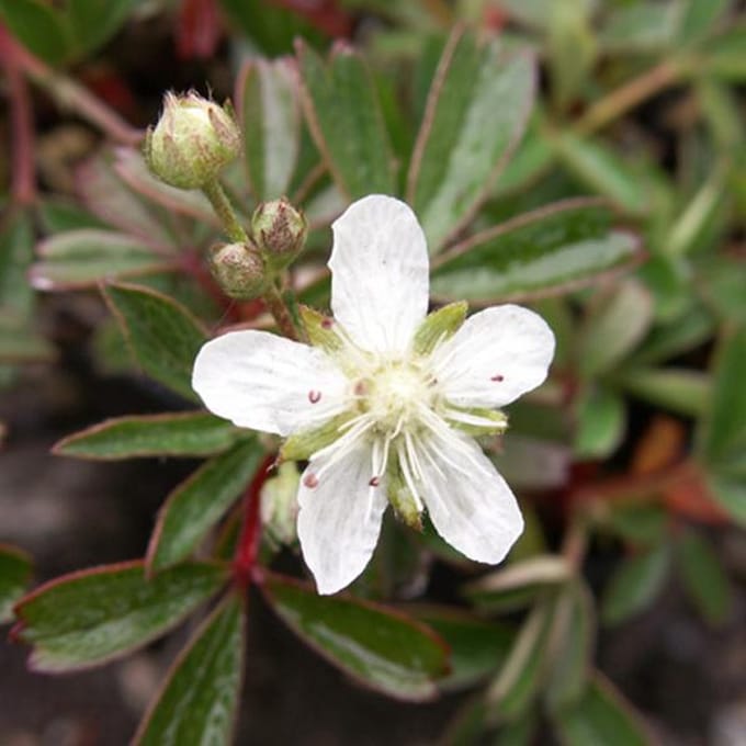 6 x Potentilla Tridentata 'Nuuk' - Ganzerik pot 9x9cm