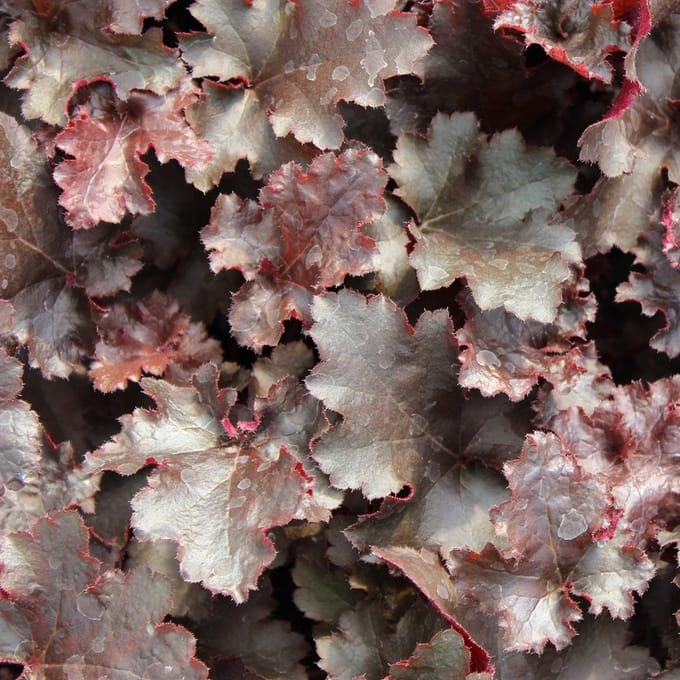 6x Purperklokje - Heuchera 'Black Beauty' - Pot 9x9cm