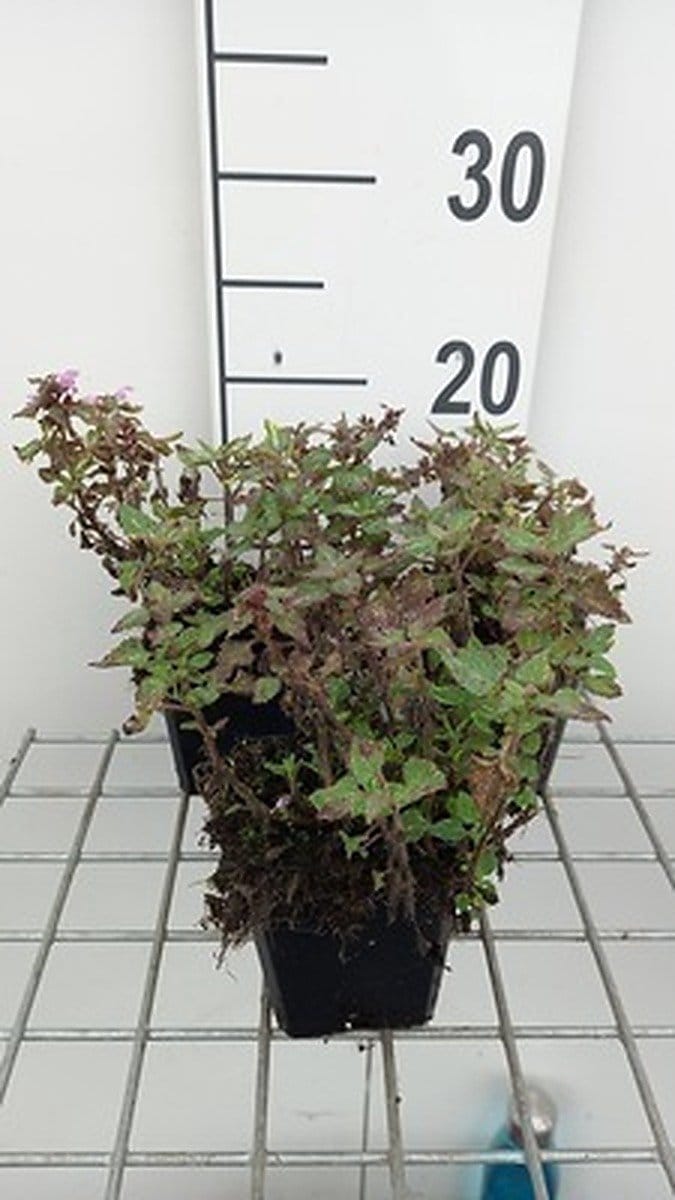 6x Dovenetel - Lamium mac. 'Anna Green Away' | 9x9 cm pot