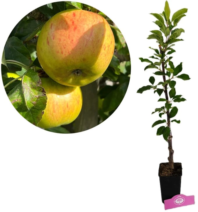 Malus domestica 'Cevaal' appelboom, Hoogte 80cm, 1,5 liter pot
