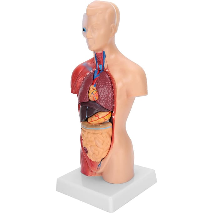 28cm Menselijk Torso Model Afneembare Interne Organen Onderwijs Anatomisch Assemblagemodel brown