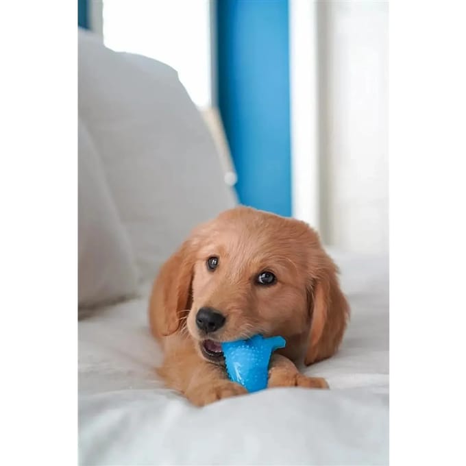 Hondenspeelgoed Nylabone Puppy Teething Dental Dino - Chicken Flavour S