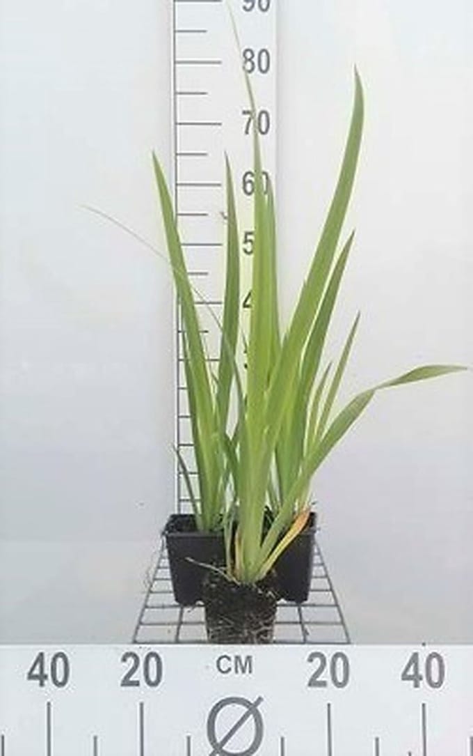 6x Baardloze iris - Iris sib. 'Blue Moon' | 9x9 cm pot