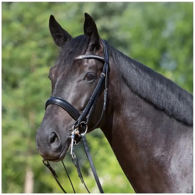 Dubbel hoofdstel Kieffer Comfort Lyon