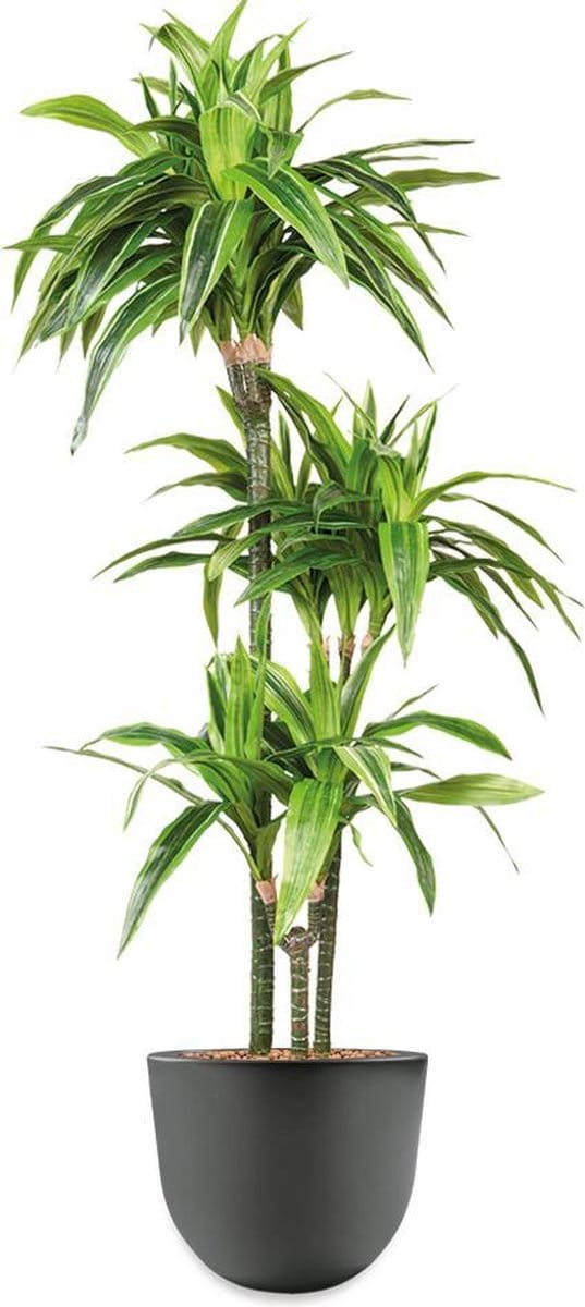HTT - Kunstplant Dracaena Lemon Lime in Eggy antraciet H130 cm