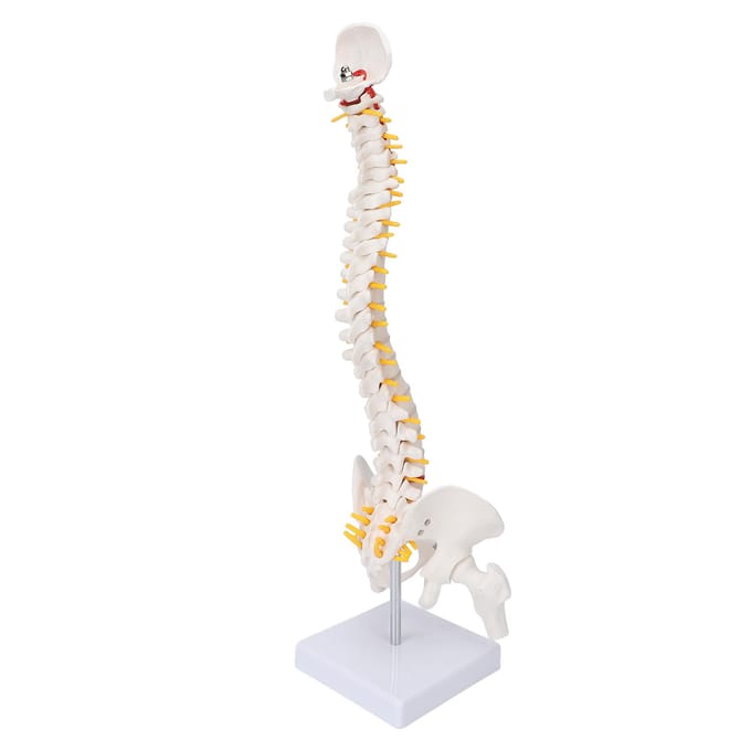 Wervelkolommodel Flexibele Wervelkolom Caudale Wervel Anatomisch Model met Zenuwwortels voor white