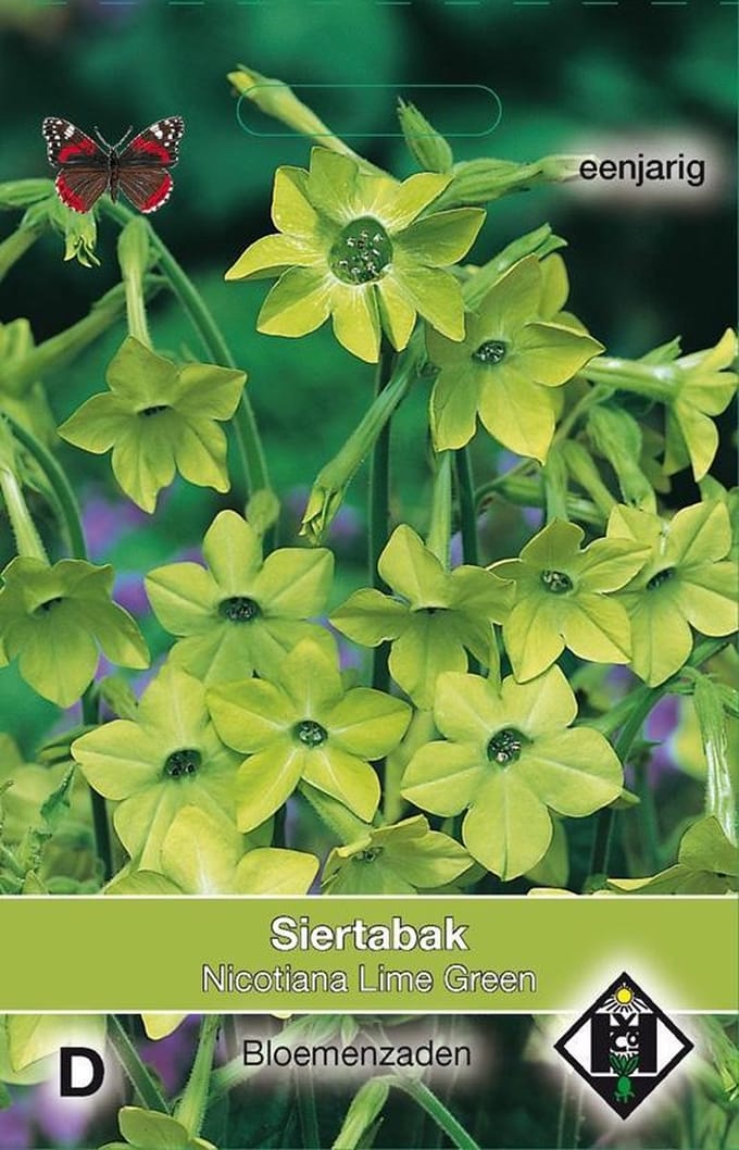 2 stuks Van Hemert & Co Nicotiana alata Lime Green