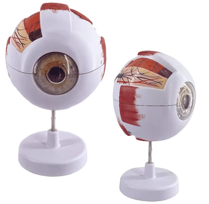 Nixnix® - Anatomisch model Oog - 6x vergroot - 25cm -Menselijk lichaam