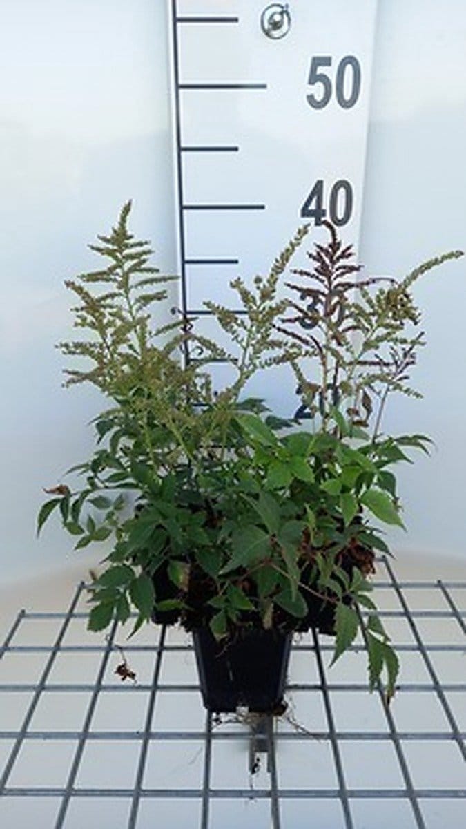 6x Pluimspirea - Astilbe (j) 'Gladstone' | 9x9 cm pot