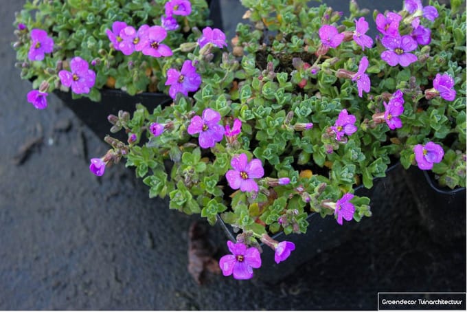 6x Randjesbloem - Aubrieta hybr. 'Hamburger Stadtpark' | 9x9 cm pot