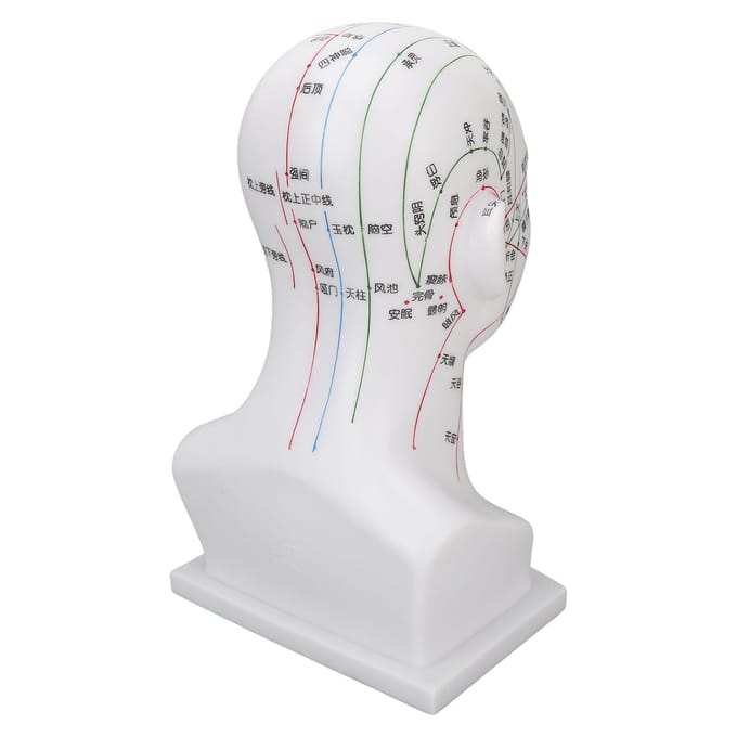 Acupunctuurpunt Hoofdmodel PVC Wit Gezicht Massage Meridianen Hoofdmodel Onderwijs Requisieten 11,8 Inch white