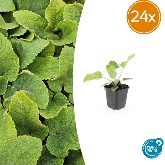 Phlomis russeliana - Brandkruid - Winterharde Bodembedekker 20 stuks - ca. 15cm hoog