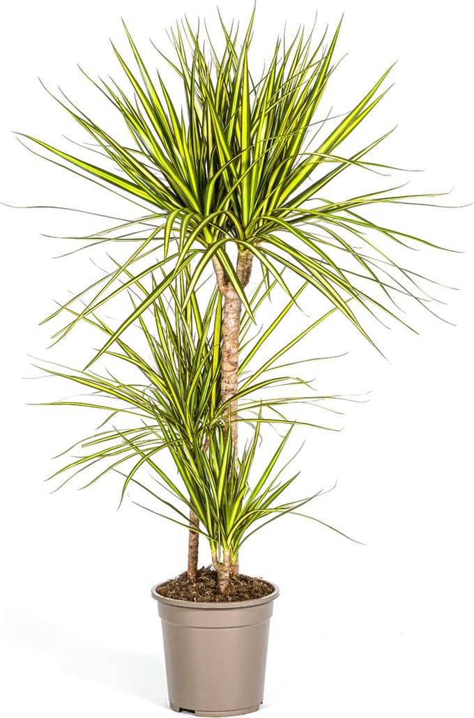 Green Harmony | Dracaena Marginata Sunray Ø21cm - 100-110cm