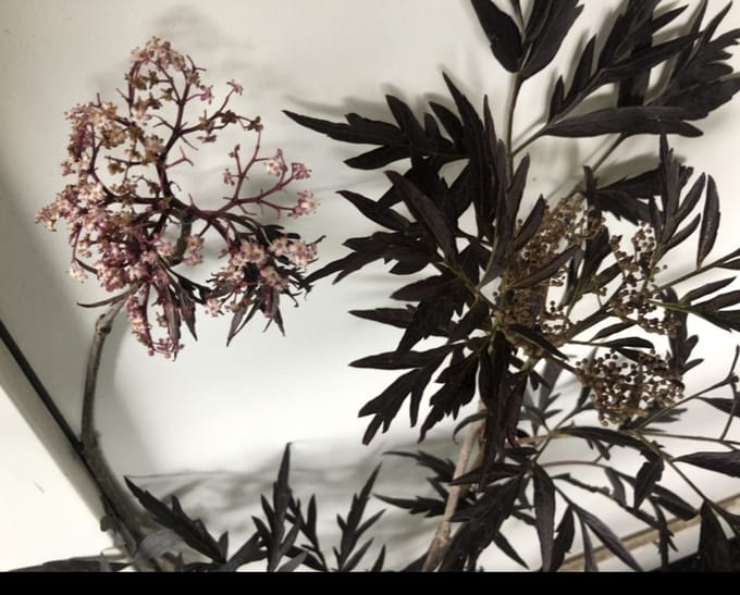 Sambucus nigra 'Black Lace'® ( 'eva') - Rode Peterselievlier 60- 80 cm in pot