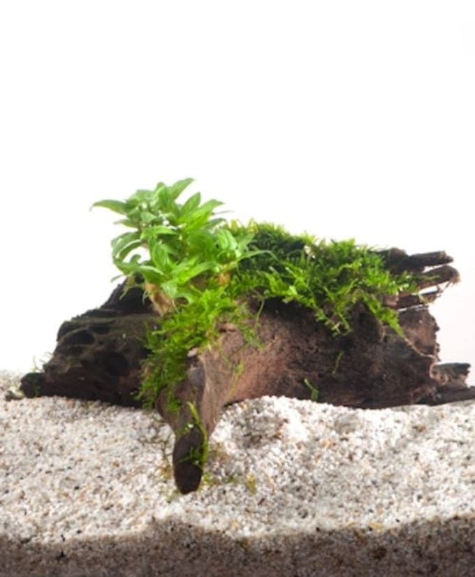 Moerings Driftwood met Staurogyne | Small Waterplant