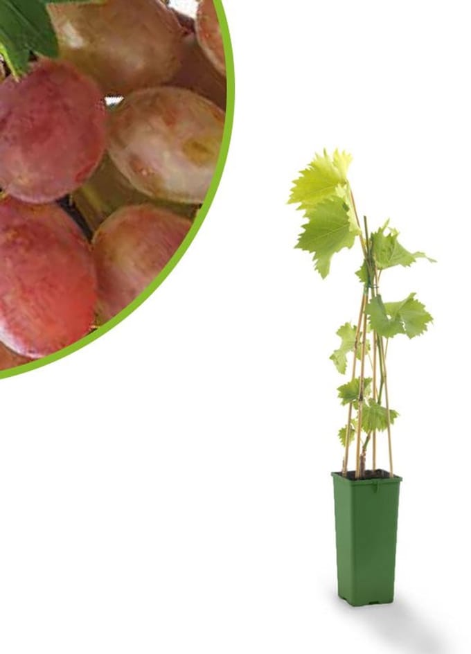 Roze druif - Vitis vinifera Katharina - druivenplant - druivenstruik - kleinfruit - ca. 60cm hoog