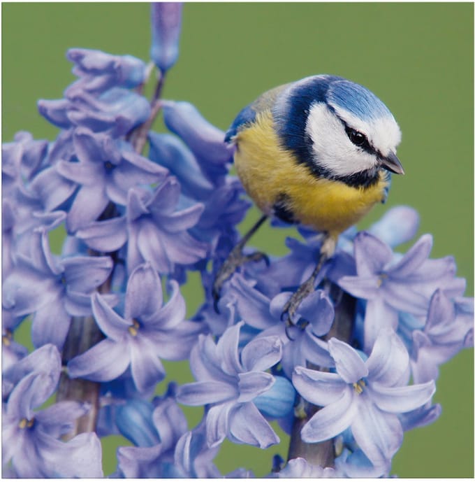 Art for the Home Buitencanvas Vogel op een bloem