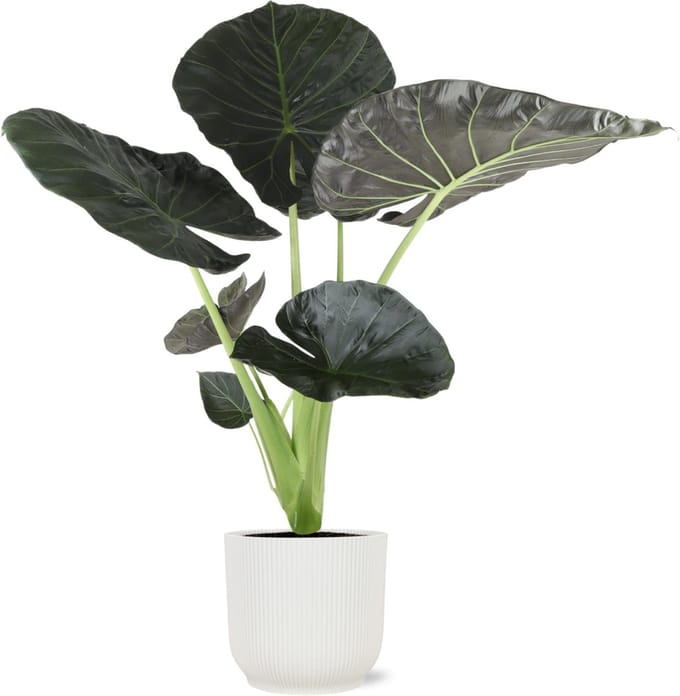 Alocasia Regal Shield Ø21cm - 100cm in Vibes WIT pot