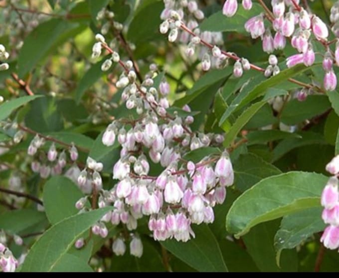 Deutzia cren. 'Pride of Rochester' - Bruidsbloem 60- 80 cm in pot