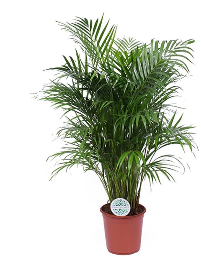 Dypsis lutescens (Areca) - Hoogte 120cm - Pot 24cm