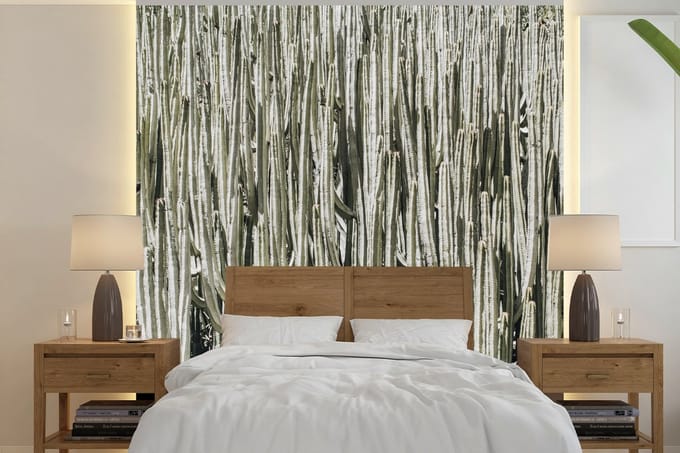 Behang - Fotobehang Cactus - Natuur - Vetplanten - Breedte 350 cm x hoogte 350 cm