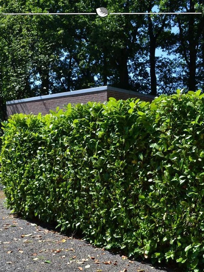 Laurier Prunus Novita 160-180 cm, 20x Haagplant