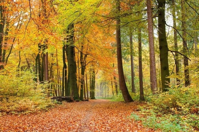 Fotobehang - Autumn Forest 375x250cm - Vliesbehang