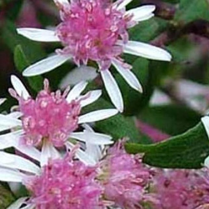6 x Aster Lateriflorus 'Horizontalis' - Aster Pot 9x9 cm - Horizontaal Groeiende Aster