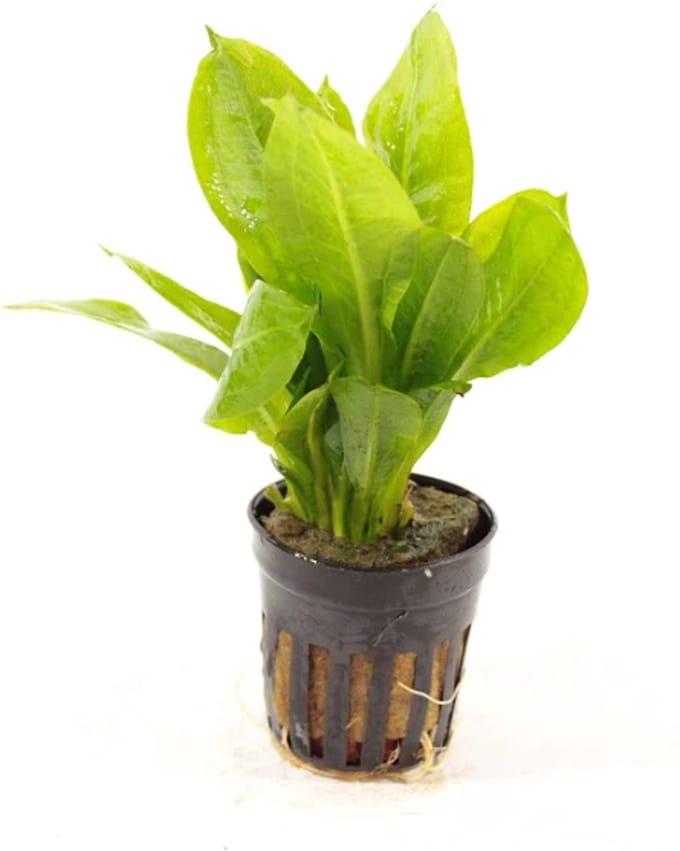 Moerings Echinodorus Parviflorus | Dwerg Zwaardplant | in 5cm pot P5