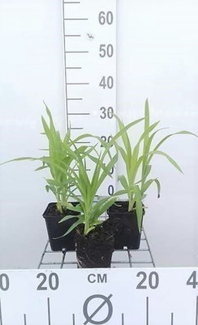 6x Daglelie - Hemerocallis hybr. 'Rajah' | 9x9 cm pot