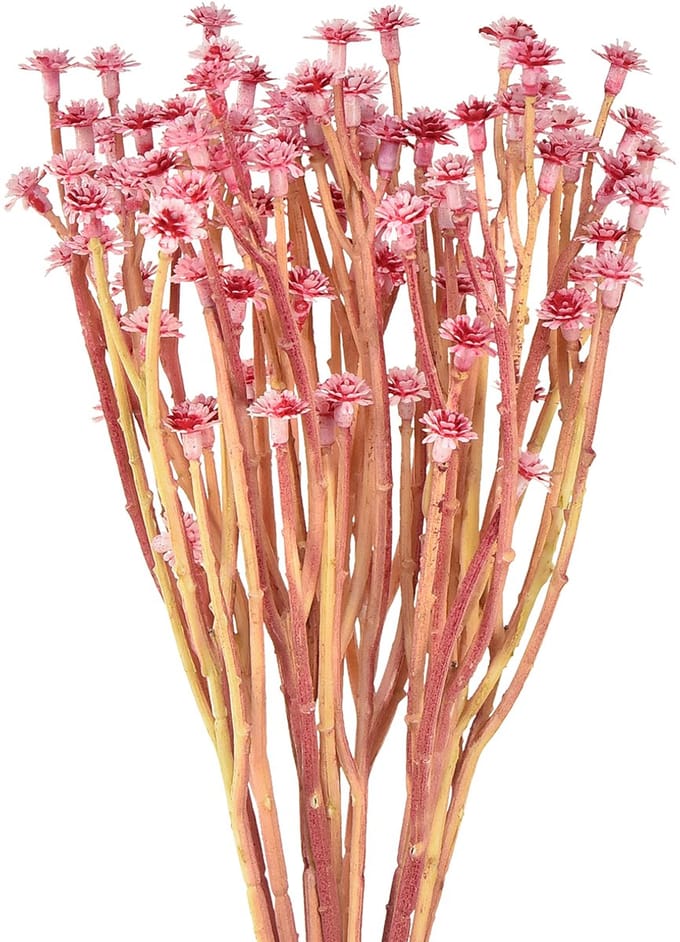 Currykruid Immortelle Kunstroze L28cm 12 stuks 1 bos
