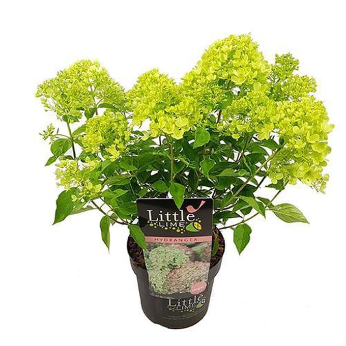 Hydrangea pan.Little Lime - Set van 4 - Dwerghortensia - Pot 3 Liter - Lime Witte Bloem