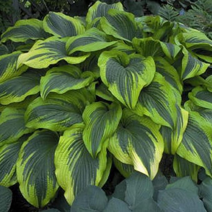 6 x Hosta 'Aureomarginata'-Hartlelie pot 9x9cm
