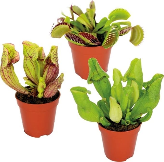 JUNAVERA Vleesetende Planten Mix | Per Stuk | In 9 cm pot