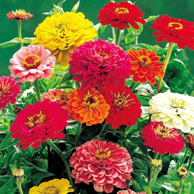 Sluis Garden - Zinnia Dahlia-Bloemige Mix