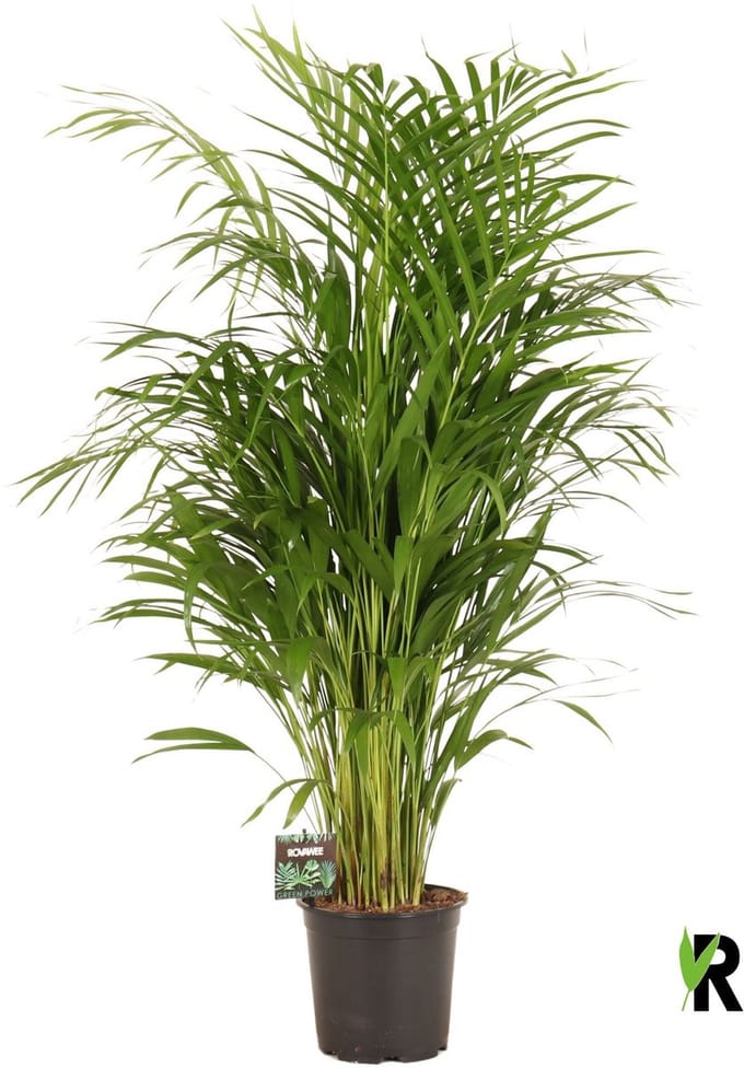 Dypsis lutescens 90 cm - Kamerplant - Potmaat Ø19 cm