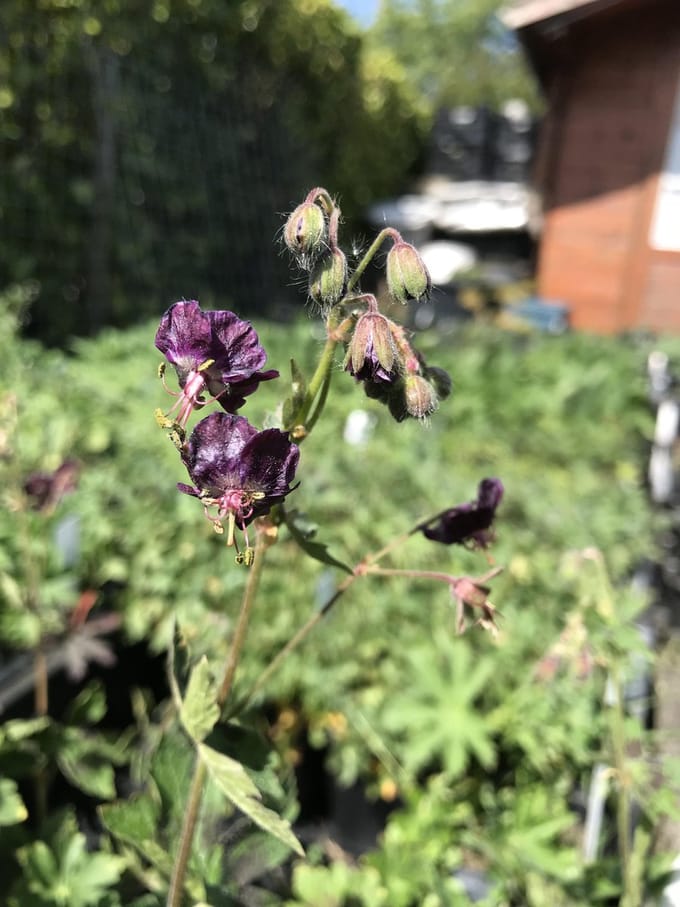 6 x Geranium phaeum - Ooievaarsbek - P9 Pot (9 x 9cm) - Dima Vaste Planten