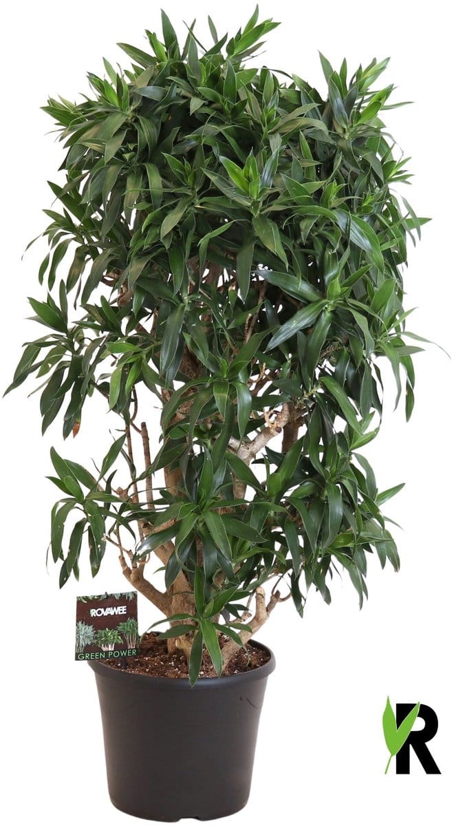 Dracaena Reflexa Vertakt 150 cm - Kamerplant - Potmaat Ø35 cm
