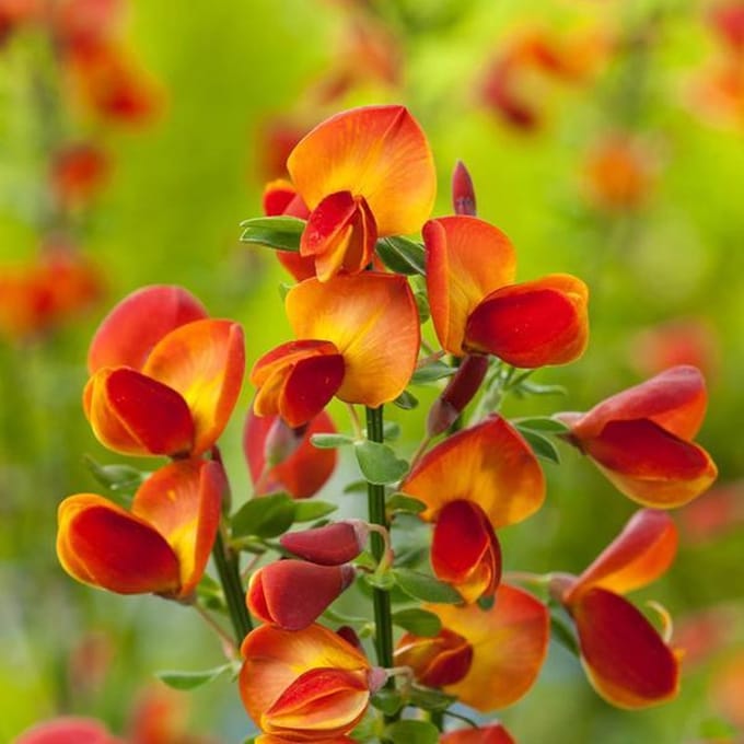 Cytisus 'Lena' - Brem 40-60 cm in pot