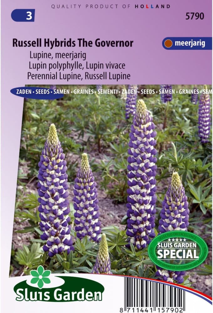 Sluis Garden - Lupine The Governor (Lupinus)
