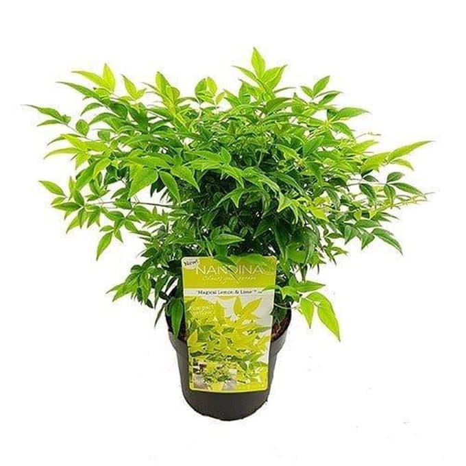 Nandina d. Lemon and Lime - Set van 4 - Hemelse Bamboe - Pot 2 Liter - Wintergroen