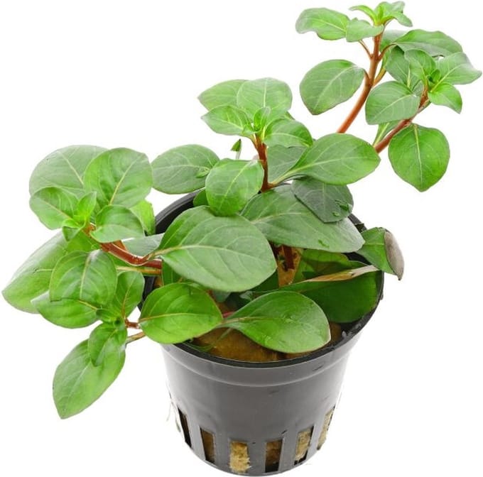 Aquaflora Ludwigia Mesacana | in 5 cm pot