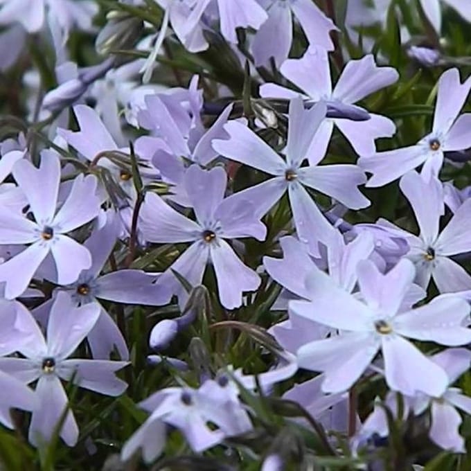 6 x Phlox 'Emerald Cushion Blue' - Vlambloem pot 9x9cm, blauwbloeiend en bodembedekkend