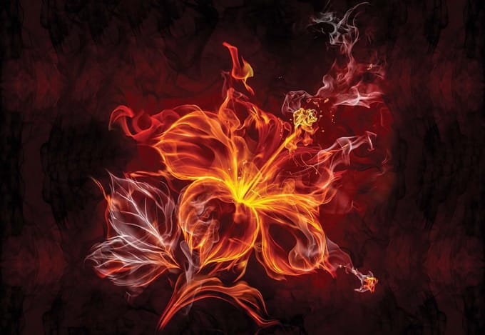 Fotobehang Flower | XL - 208cm x 146cm | 130g/m2 Vlies