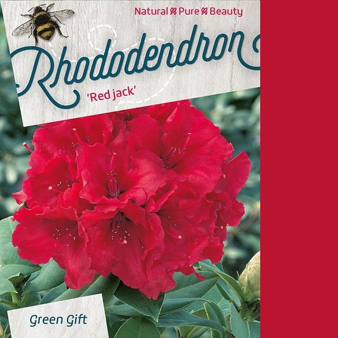 Rhododendron 'Red Jack' - 40-50 cm