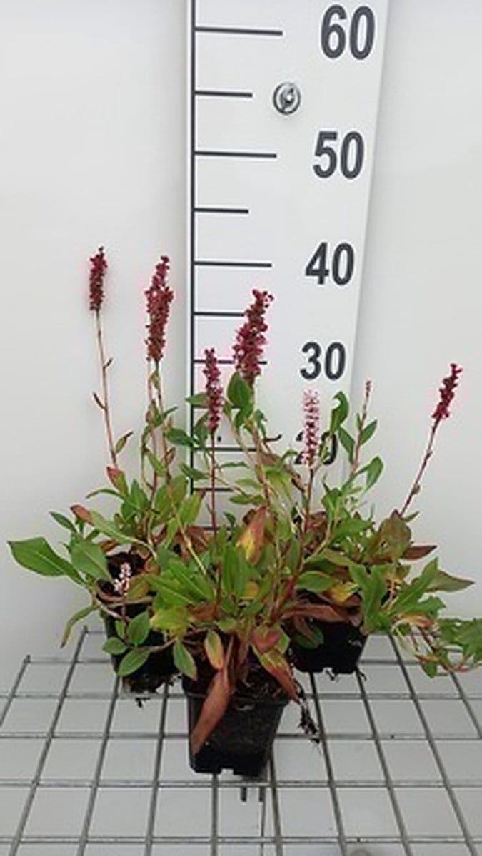 6x Duizenknoop - Persicaria aff. 'Donald Lowndes' | 9x9 cm pot