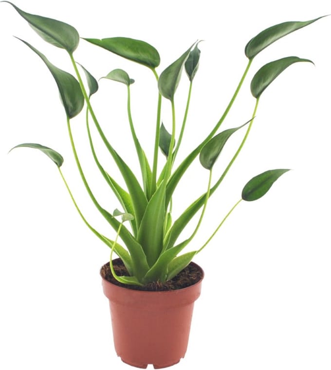 Alocasia Tiny Dancer | 30cm | exclusief keramieken pot