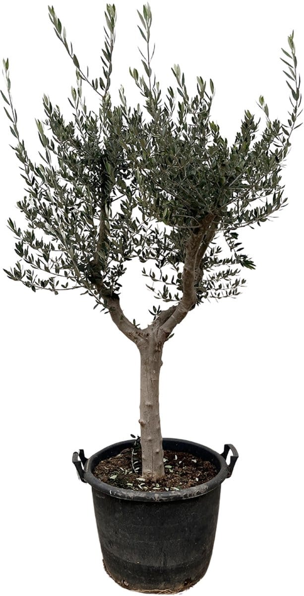 Olea Europaea Cultivo - 220cm- Ø40